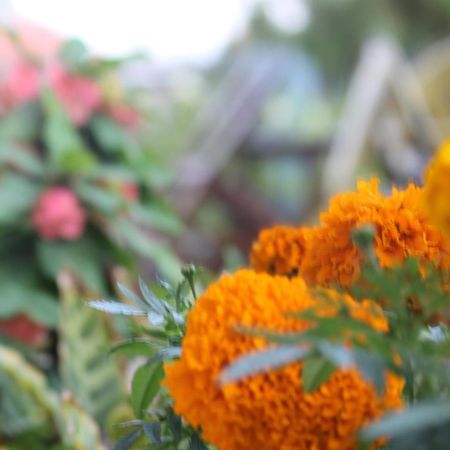Mount Annapurna Guest House กาฐมาณฑุ ภายนอก รูปภาพ